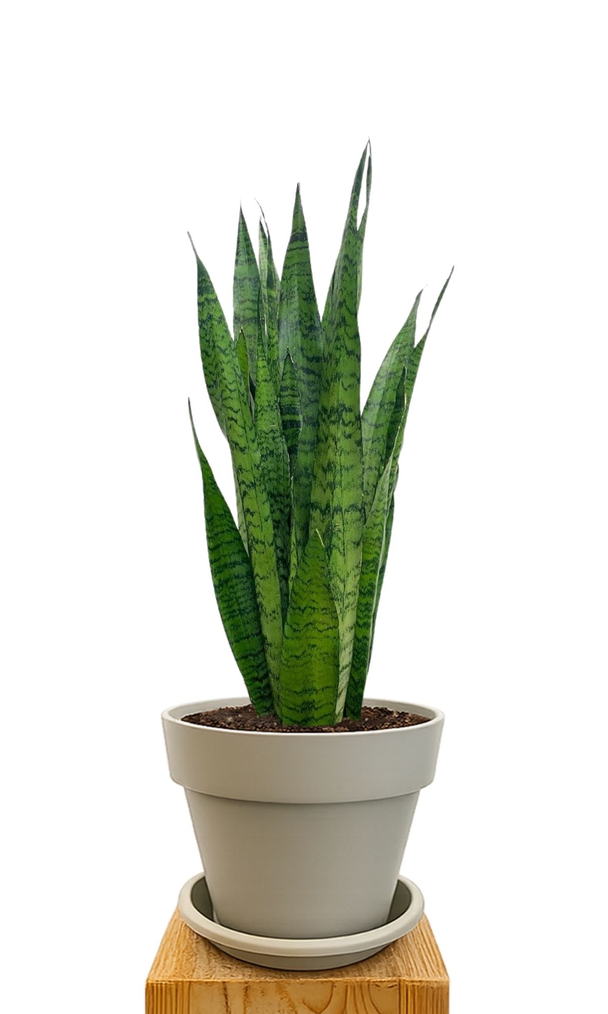 Plant kit 30 Sand